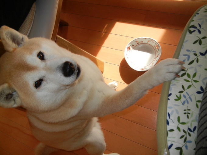 ’20,2,22(土)ニャンニャンニャンと猫の日です!_f0060461_11034704.jpg