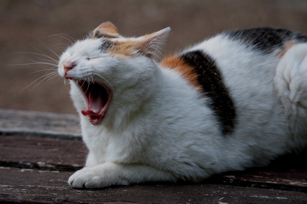今日はネコの日(=^・^=)_c0305565_17422871.jpg