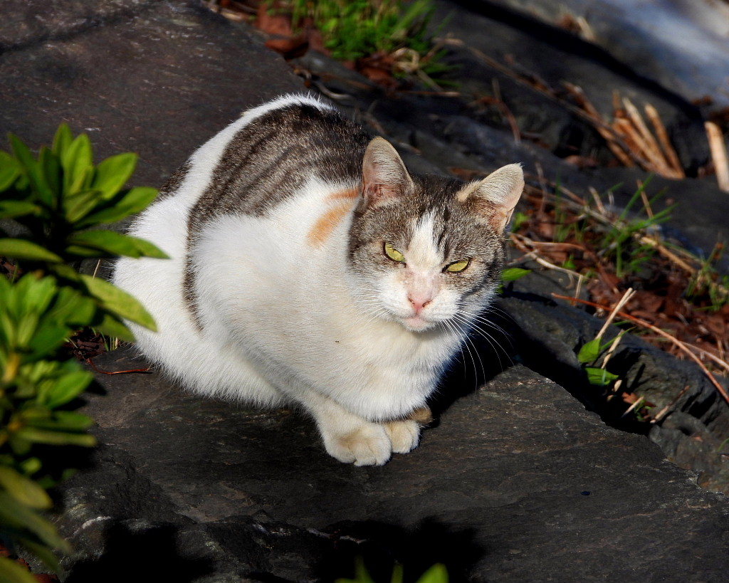 今日はネコの日(=^・^=)_c0305565_17430881.jpg