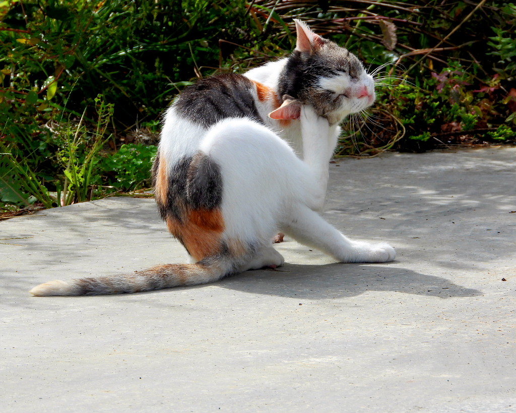 今日はネコの日(=^・^=)_c0305565_17433972.jpg
