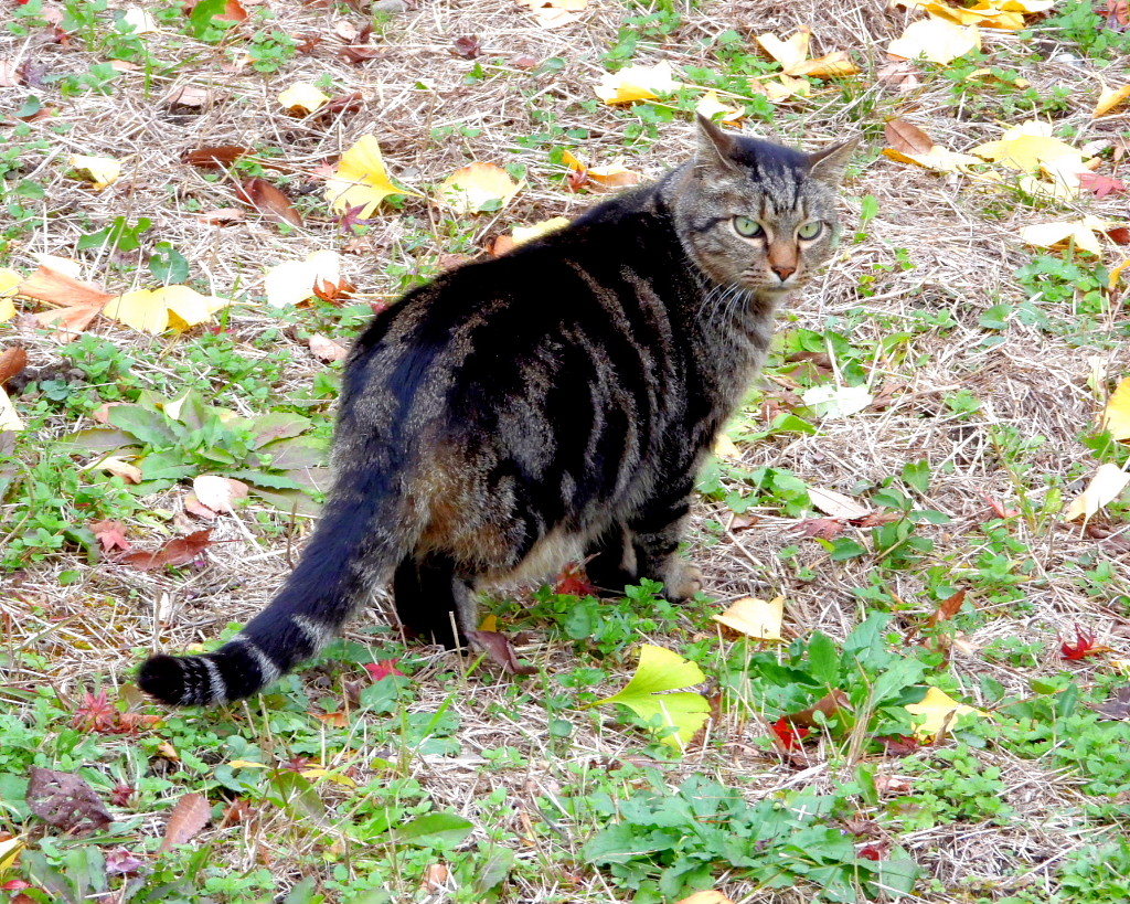 今日はネコの日(=^・^=)_c0305565_17441786.jpg