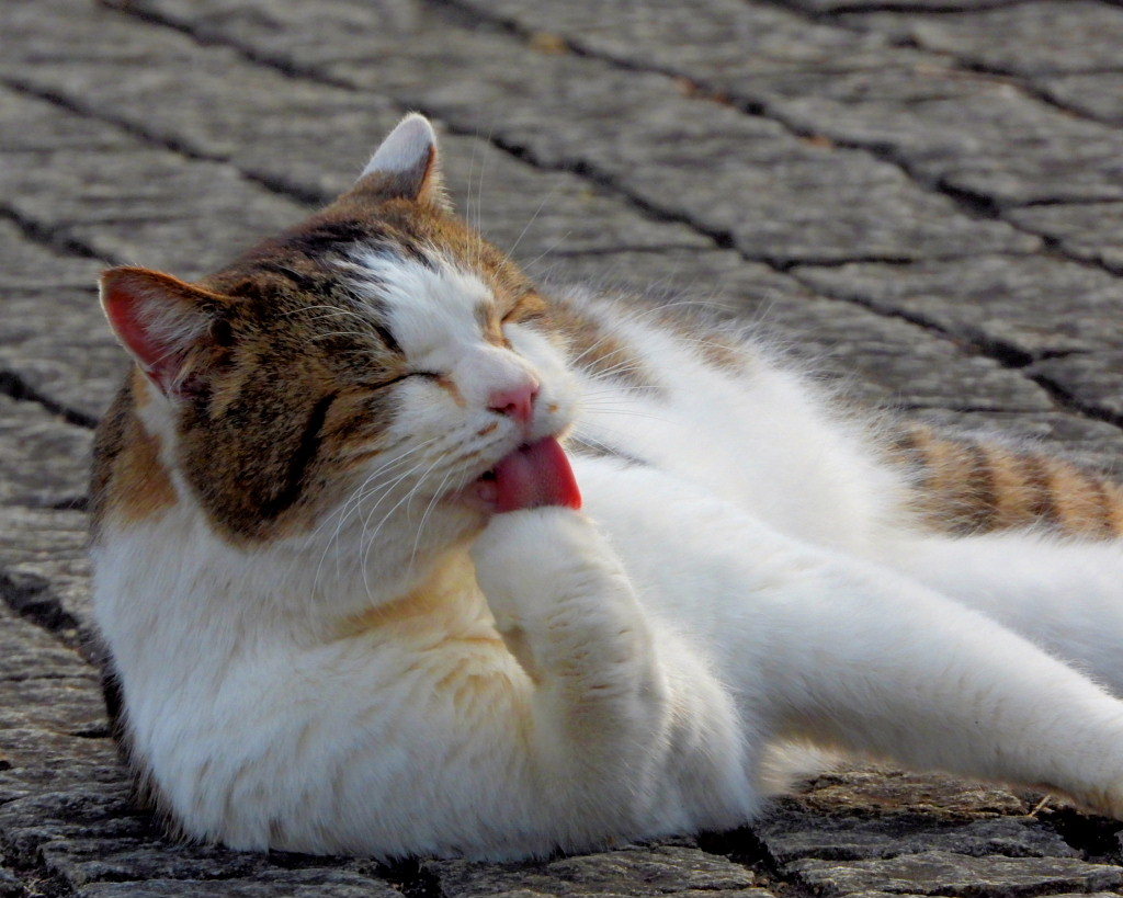 今日はネコの日(=^・^=)_c0305565_17444209.jpg