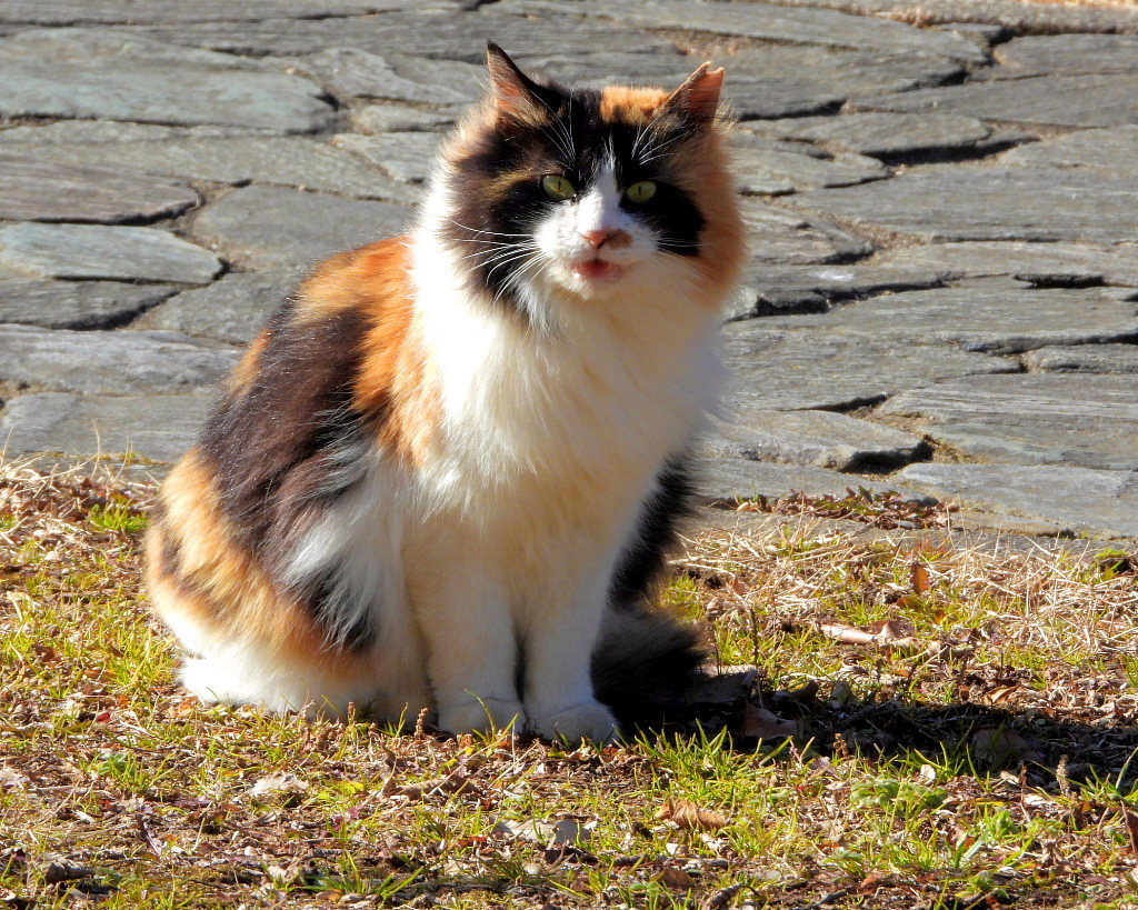 今日はネコの日(=^・^=)_c0305565_17450183.jpg
