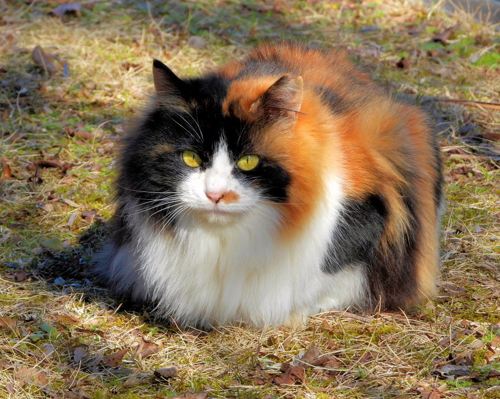 今日はネコの日(=^・^=)_c0305565_17451201.jpg