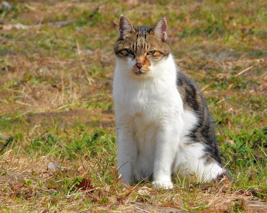 今日はネコの日(=^・^=)_c0305565_17452928.jpg