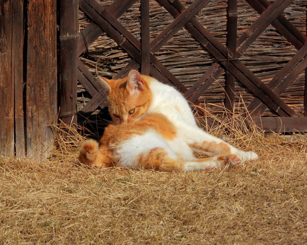 今日はネコの日(=^・^=)_c0305565_17454386.jpg