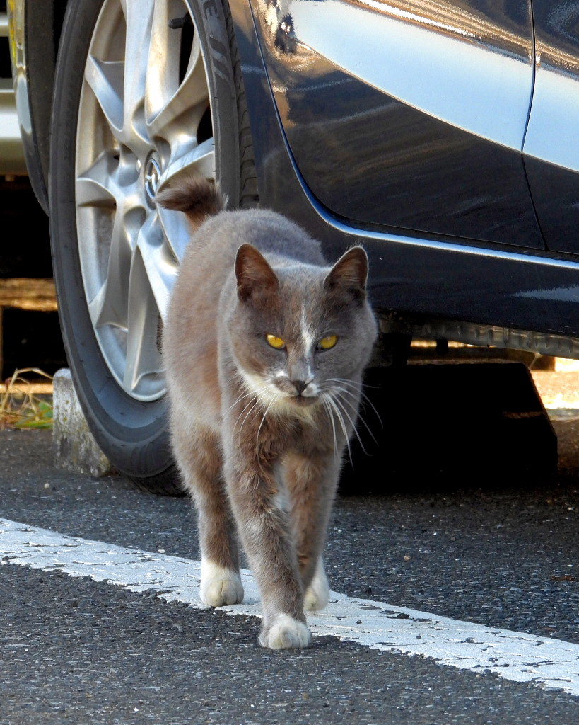 今日はネコの日(=^・^=)_c0305565_17460636.jpg