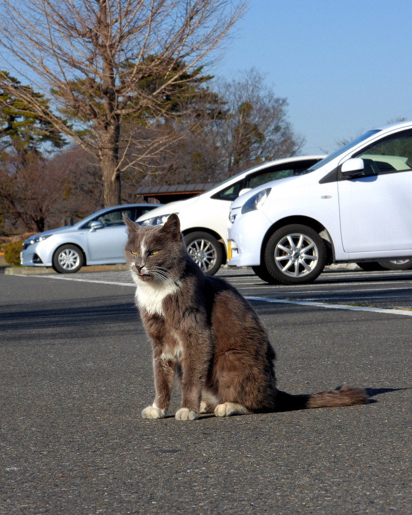 今日はネコの日(=^・^=)_c0305565_17462119.jpg