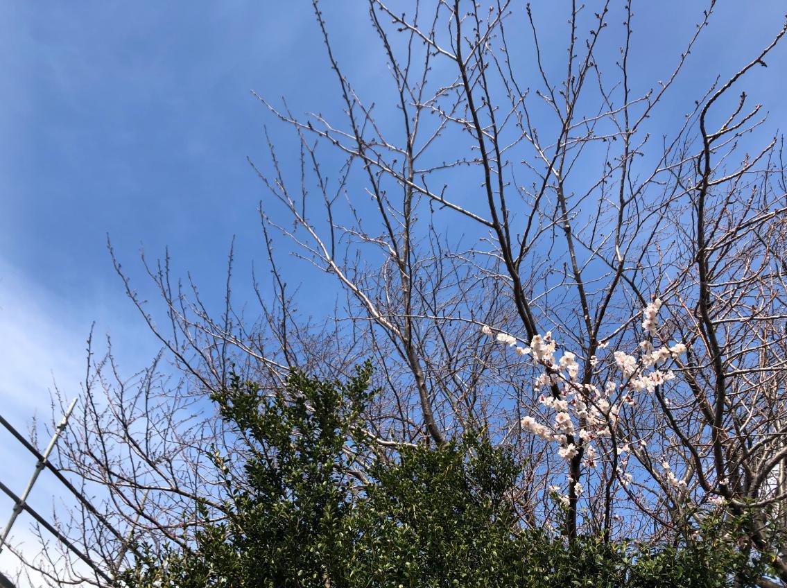足場架け工事_c0331470_20522324.jpg