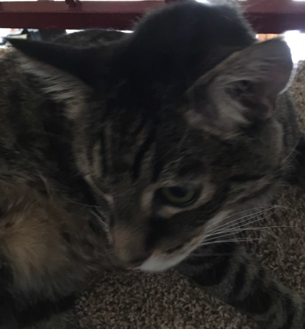猫アレルギーの兄を選ぶか、猫を選ぶか_e0350971_07412299.jpg
