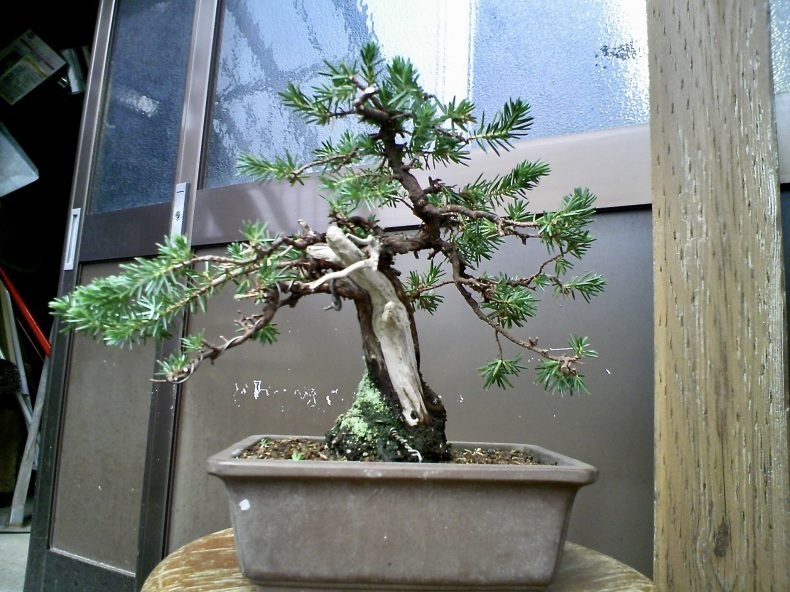 杜松の剪定 盆栽便り