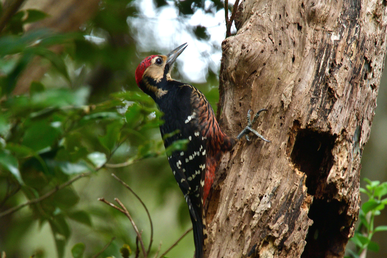 奄美大島:与路島の野鳥の鳥撮りへ。。。_e0362696_17041574.jpg