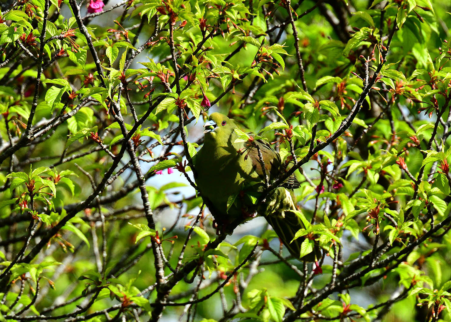 奄美大島:与路島の野鳥の鳥撮りへ。。。_e0362696_17041868.jpg