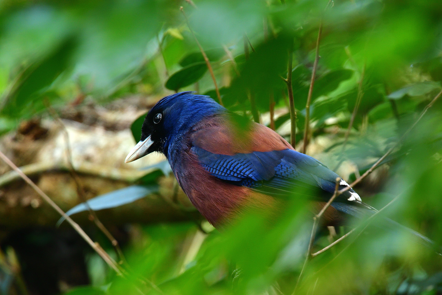 奄美大島:与路島の野鳥の鳥撮りへ。。。_e0362696_17043618.jpg