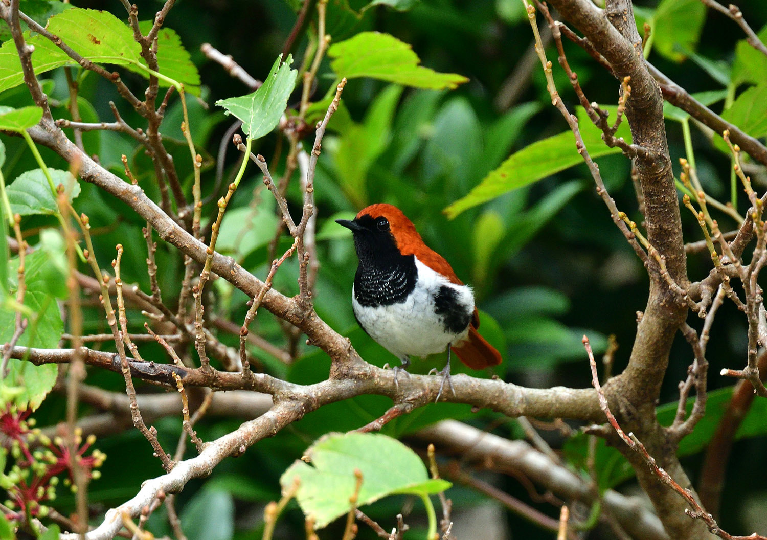 奄美大島:与路島の野鳥の鳥撮りへ。。。_e0362696_17044908.jpg