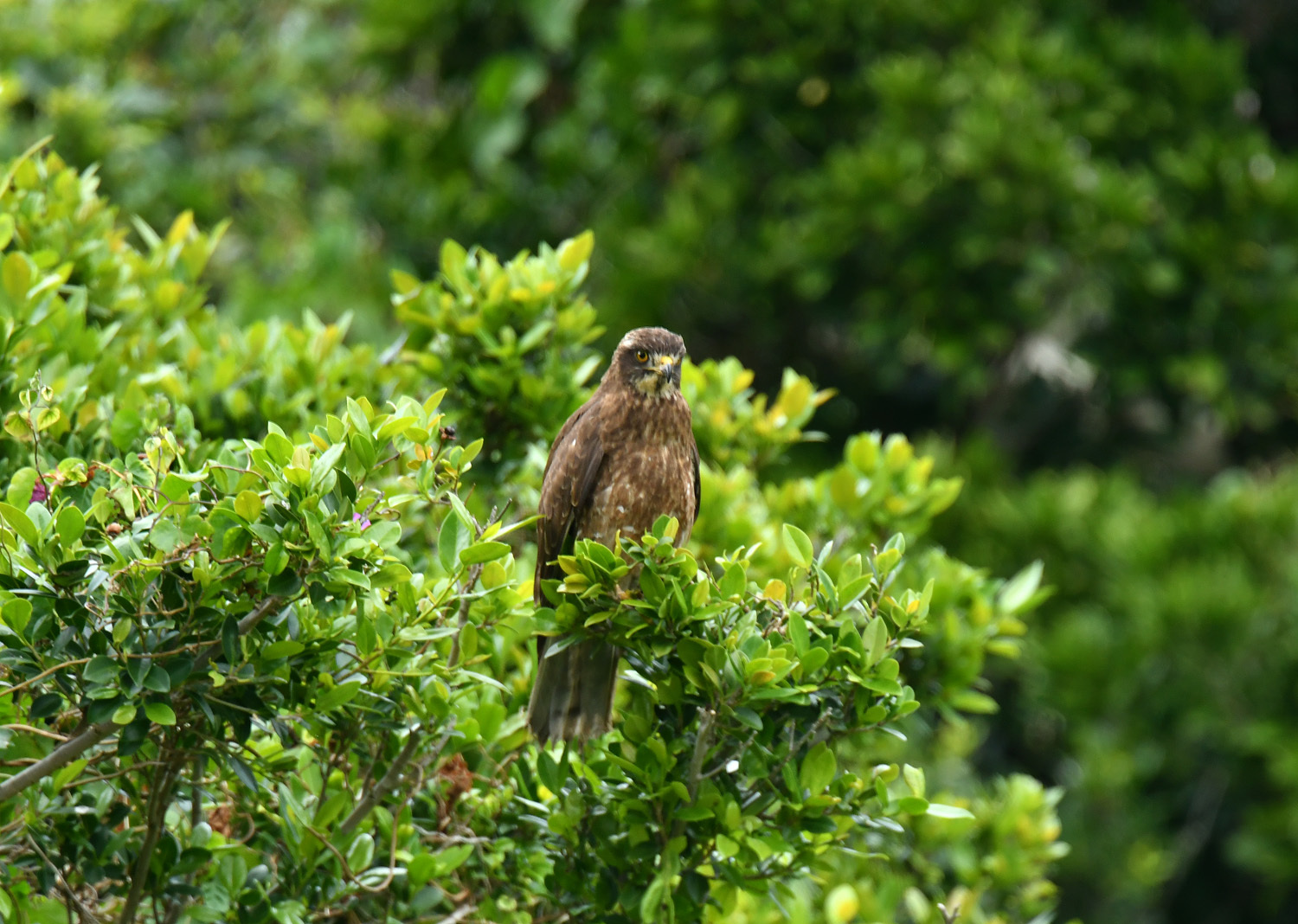 奄美大島:与路島の野鳥の鳥撮りへ。。。_e0362696_17052501.jpg