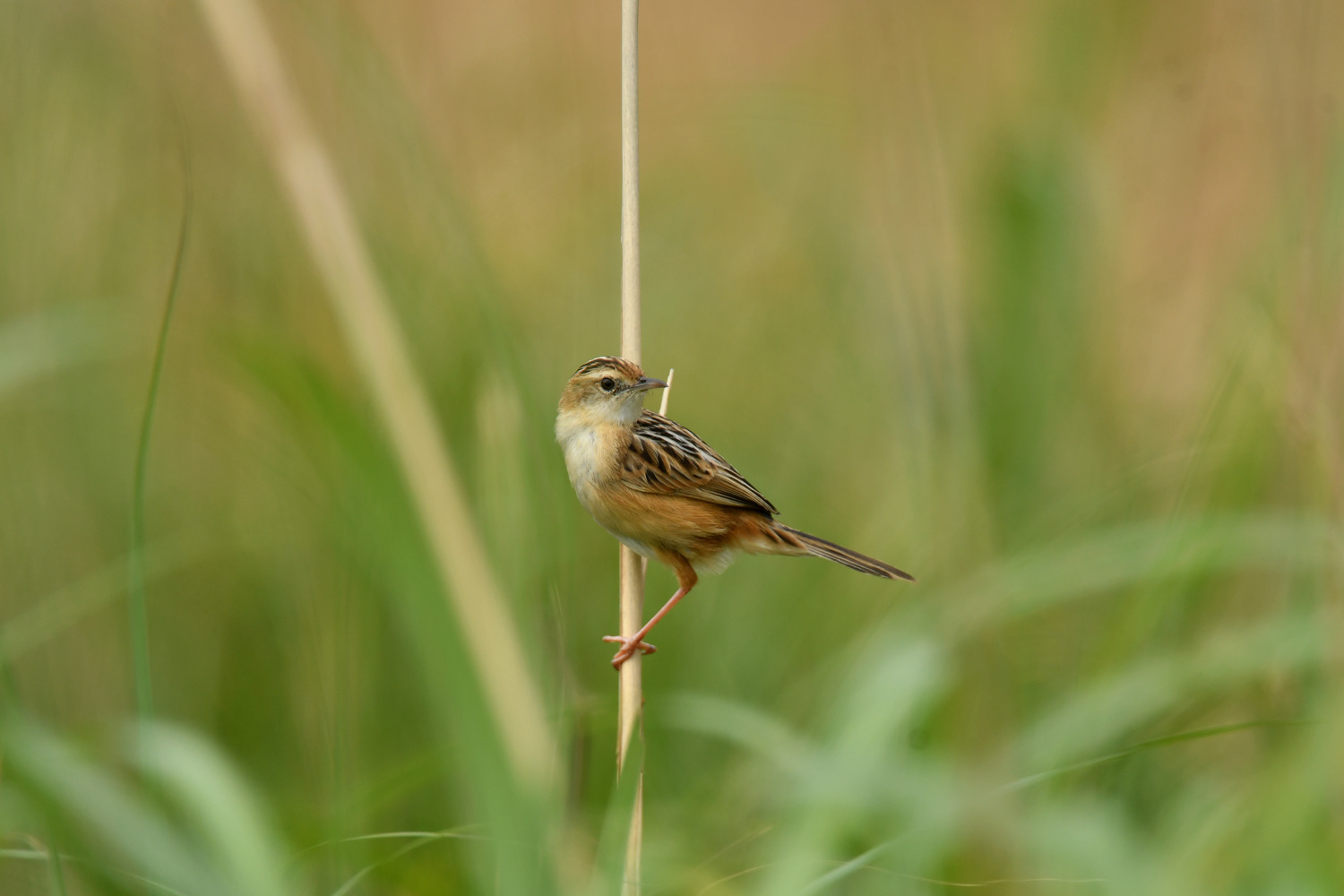 奄美大島:与路島の野鳥の鳥撮りへ。。。_e0362696_17061351.jpg