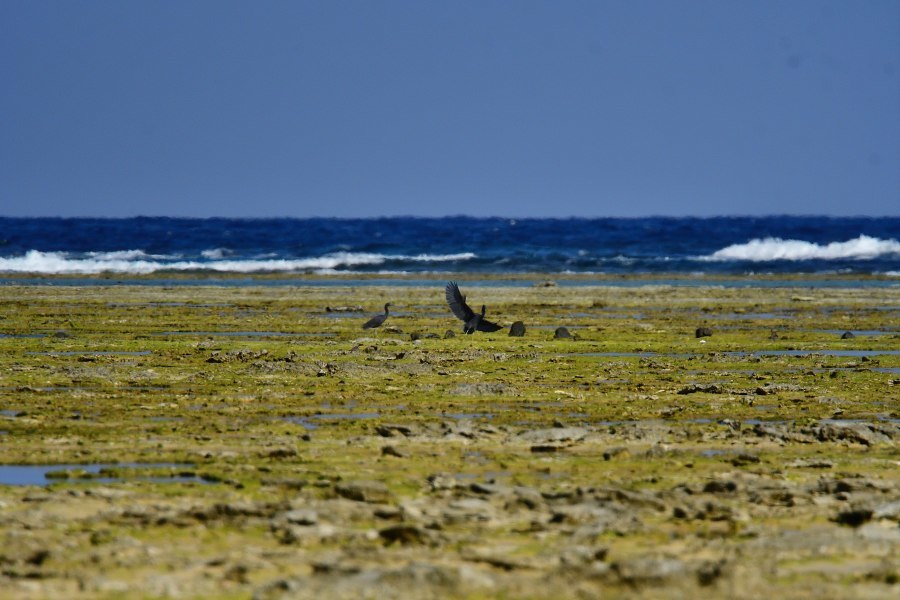 奄美大島:与路島の野鳥の鳥撮りへ。。。_e0362696_17062400.jpg