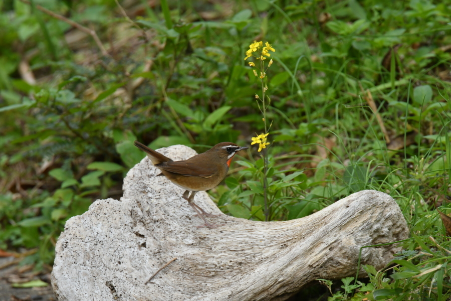 奄美大島:与路島の野鳥の鳥撮りへ。。。_e0362696_17321197.jpg