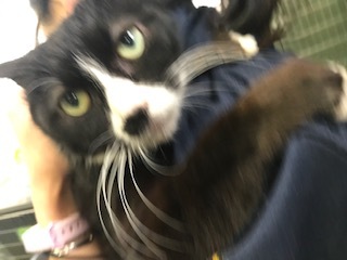 ハチワレさん、仲間入りです!_f0242002_10562617.jpg