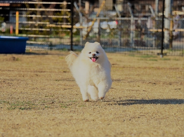 頑張って稼いでくる_d0360206_00062527.jpg
