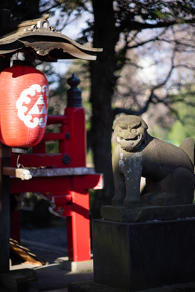 東独逸レンズで歩く井の頭公園　その2（PANCOLAR auto  1.8/80MC）_b0058021_10403255.jpg