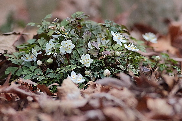 早春の小さな花…セリバオウレン、バイカオウレン_e0413627_14452556.jpg