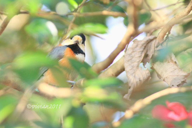 野鳥を観察する会 2回目 in 真岡井頭公園_e0227942_21241733.jpg