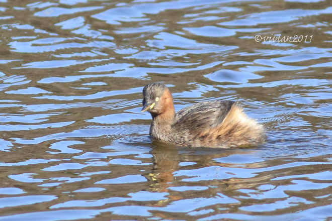 野鳥を観察する会 2回目 in 真岡井頭公園_e0227942_21272163.jpg