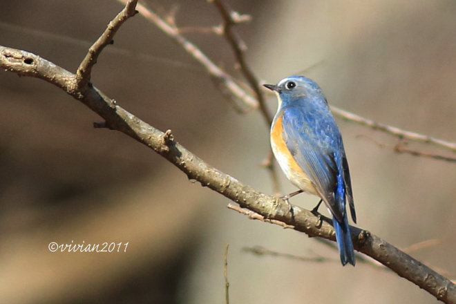 野鳥を観察する会 2回目 in 真岡井頭公園_e0227942_21325118.jpg