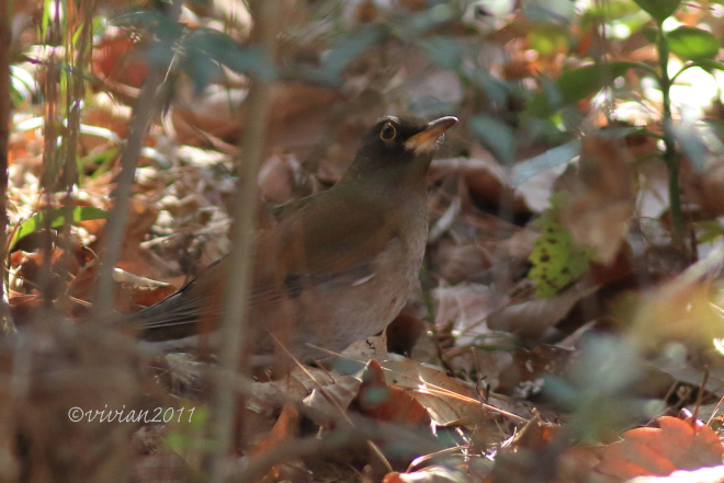 野鳥を観察する会 2回目 in 真岡井頭公園_e0227942_21392436.jpg