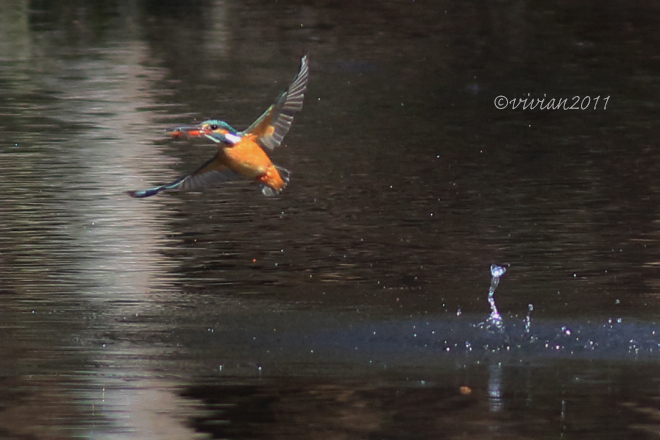 野鳥を観察する会 2回目 in 真岡井頭公園_e0227942_21420902.jpg