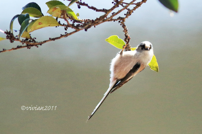 野鳥を観察する会 2回目 in 真岡井頭公園_e0227942_21433691.jpg