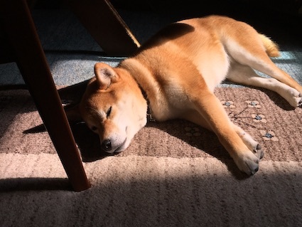寝てばかり アトリエkotori のほほん柴犬日和 寝てばかり アトリエkotori のほほん柴犬日和