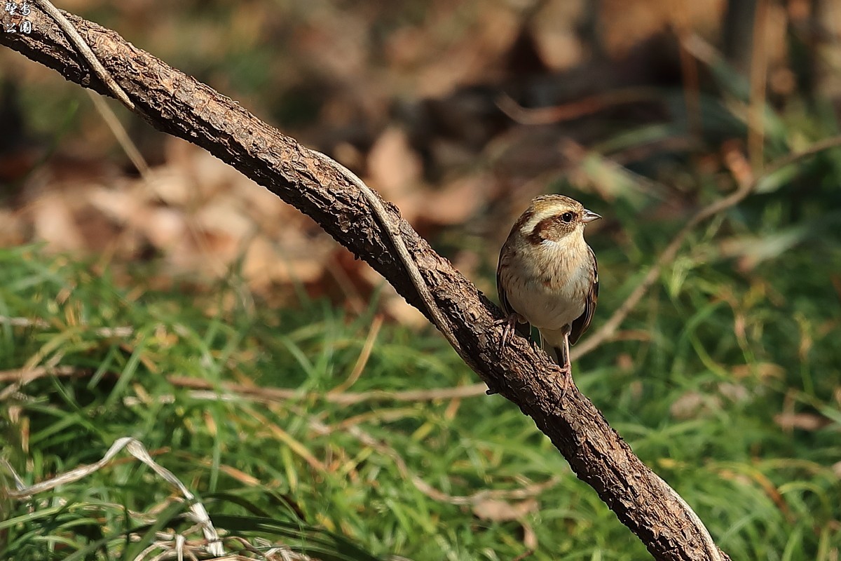 ミヤマホオジロのメス 野鳥公園 ミヤマホオジロのメス 野鳥公園