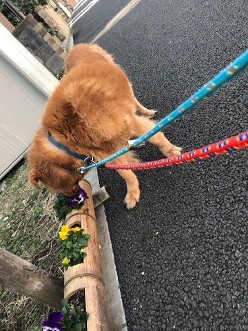 暖冬のおかげで。。_f0242002_19371107.jpg