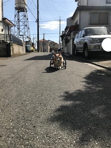 暖冬のおかげで。。_f0242002_19380914.jpg