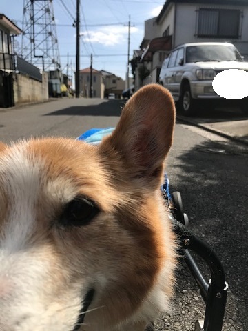 暖冬のおかげで。。_f0242002_19383672.jpg