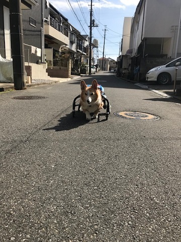 暖冬のおかげで。。_f0242002_19385184.jpg