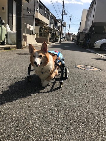 暖冬のおかげで。。_f0242002_19385934.jpg
