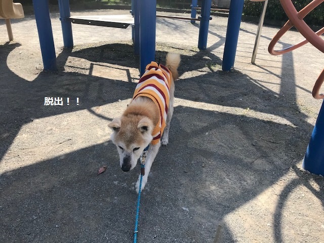 暖冬のおかげで。。_f0242002_19465309.jpg