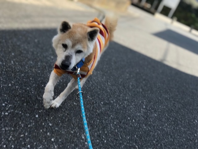 暖冬のおかげで。。_f0242002_19471092.jpg