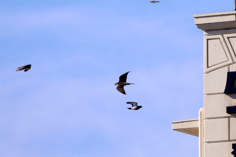 ハトの群れにハヤブサ。_c0248106_21020513.jpg