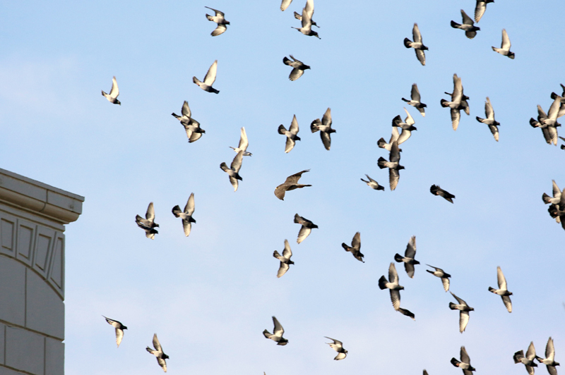 ハトの群れにハヤブサ。_c0248106_21021670.jpg