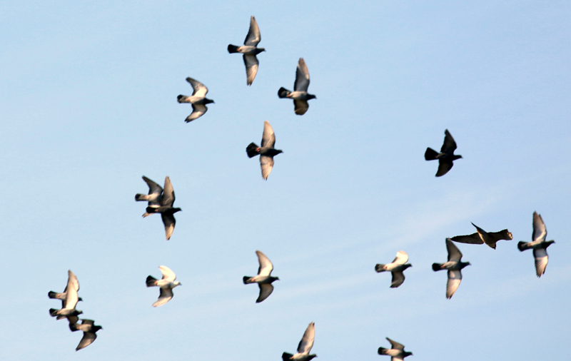 ハトの群れにハヤブサ。_c0248106_21022950.jpg