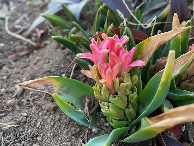 花は嘆かず_d0130714_18481691.jpg