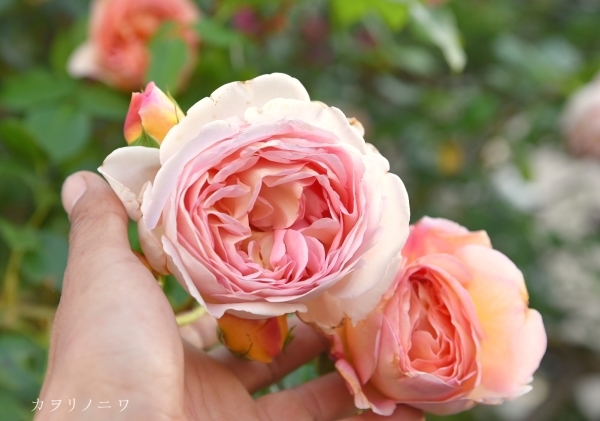 数量限定！新品種！超強香！超強健！名門のイングリッシュローズ　バラ苗 在庫わずか！超強香！超強健！名門のイングリッシュローズ バラ