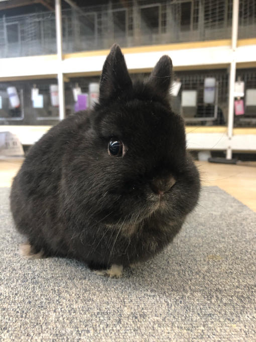 ちょっと良いブラックの子 : うさぎ専門店 うさぎの丘