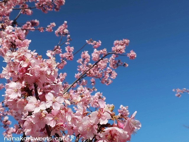 お出かけ＊河津桜_d0147030_21464518.jpg