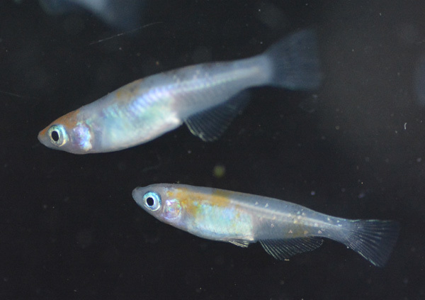 あんまり意味が無いんだよなぁ だって おばちゃんだもん